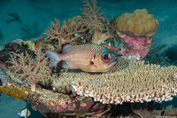 Myripristis adusta (Shadowfin Soldierfish)