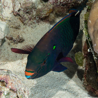 Scarus niger (Dusky Parrotfish)