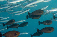 Naso vlamingii (Bignose Unicornfish)