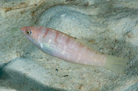 Coris batuensis (Batu Coris)