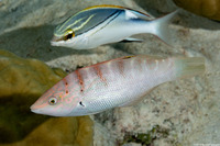 Coris batuensis (Batu Coris)