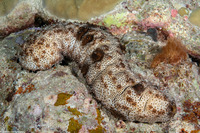 Pearsonothuria graeffei (Blackspotted Sea Cucumber)