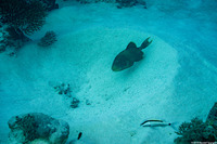 Pseudobalistes flavimarginatus (Yellowmargin Triggerfish)