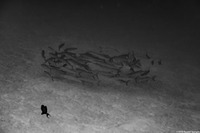 Sphyraena qenie (Blackfin Barracuda)