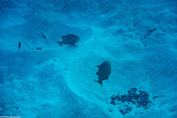 Pseudobalistes flavimarginatus (Yellowmargin Triggerfish)
