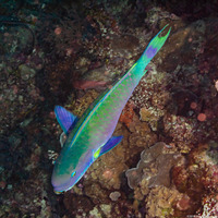 Chlorurus microrhinos (Steephead Parrotfish)