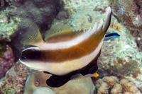 Heniochus chrysostomus (Pennant Bannerfish)