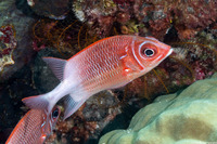 Sargocentron caudimaculatum (Tailspot Squirrelfish)