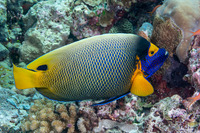 Pomacanthus xanthometopon (Yellow-Mask Angelfish)