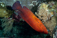 Cephalopholis miniata (Coral Grouper)
