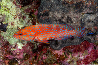 Cephalopholis miniata (Coral Grouper)