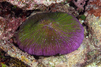 Fungia fungites (Common Mushroom Coral)