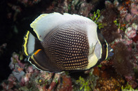 Chaetodon reticulatus (Reticulated Butterflyfish)