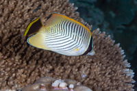 Chaetodon trifascialis (Chevroned Butterflyfish)