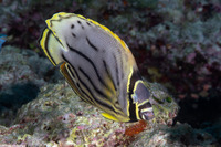 Chaetodon meyeri (Meyer's Butterflyfish)