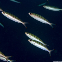 Pterocaesio trilineata (Threestripe Fusilier)