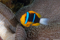 Amphiprion chrysopterus (Orangefin Anemonefish)