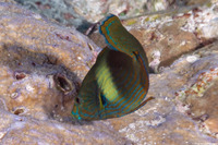 Labrichthys unilineatus (Tubelip Wrasse)