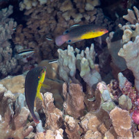 Anampses twistii (Yellow-Breasted Wrasse)