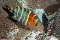 Cheilinus fasciatus (Redbreasted Wrasse)