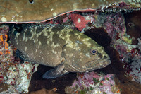 Epinephelus polyphekadion (Camouflage Grouper)