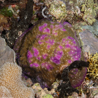 Halomitra pileus (Halomitra Pileus)