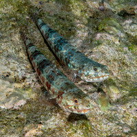 Synodus variegatus (Reef Lizardfish)