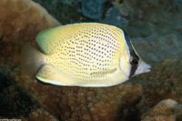 Chaetodon citrinellus (Speckled Butterflyfish)