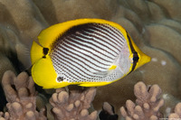 Chaetodon melannotus (Black-Backed Butterflyfish)