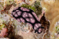 Phyllidiella annulata (Ringed Phyllidella)