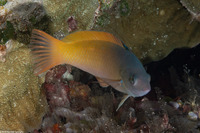 Halichoeres prosopeion (Twotone Wrasse)
