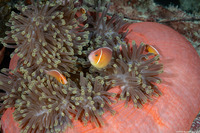 Heteractis magnifica (Magnificent Sea Anemone)