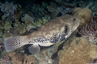 Arothron mappa (Map Puffer)