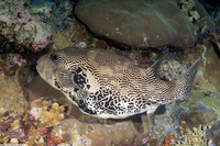 Arothron mappa (Map Puffer)