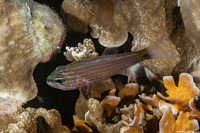 Cheilodipterus macrodon (Tiger Cardinalfish)