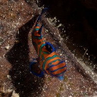 Synchiropus splendidus (Mandarinfish)