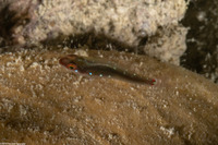 Eviota lachdeberei (Whitespotted Dwarfgoby)