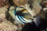 Rhinecanthus aculeatus (Lagoon Triggerfish)
