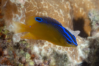 Pomacentrus simsiang (Blueback Damsel)