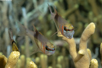 Taeniamia zosterophora (Girdled Cardinalfish)