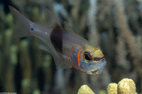 Taeniamia zosterophora (Girdled Cardinalfish)
