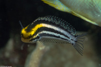 Petroscirtes breviceps (Shorthead Fangblenny)