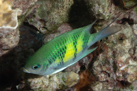 Amblyglyphidodon curacao (Staghorn Damsel)