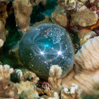 Valonia ventricosa (Sea Grape)