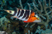 Cheilinus fasciatus (Redbreasted Wrasse)
