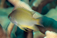 Chrysiptera oxycephala (Bluespot Damsel)
