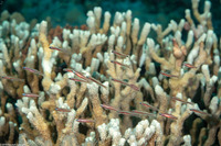 Parioglossus nudus (Naked Dartfish)