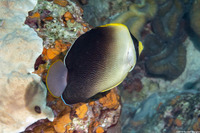 Chaetodontoplus poliourus (Graytail Angelfish)
