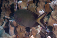 Siganus punctatissimus (Fine-Spotted Rabbitfish)