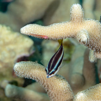 Diproctacanthus xanthurus (Yellowtail Tubelip)